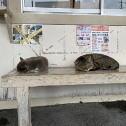 2021-03-30 15;53 上総牛久駅 駅のベンチで寝てる猫<br>小湊鉄道で花見をする