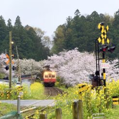 2021-03-30 16;40 飯給駅 桜と小湊鉄道の車両<br>小湊鉄道で花見をする