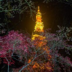 2021-12-12 18;13 芝公園 ライトアップしている東京タワーの木々<br>クリスマスに六本木や芝公園を歩く
