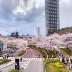 2022-03-27 17;35 六本木 東京ミッドタウン 桜の咲く坂道<br>友達と六本木の東京ミッドタウンの桜を見てから川崎で飲む