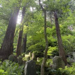 2022-06-25 14;29 山寺 宝珠山 立石寺 木漏れ日<br>仙台駅を拠点に山形県の山寺と宮城県の松島を回る旅