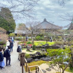 2023-03-12 13;53 長谷寺の庭<br>友達と江ノ島と鎌倉を巡る