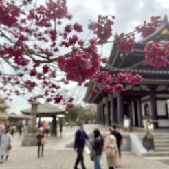 2023-03-12 13;41 長谷寺<br>友達と江ノ島と鎌倉を巡る