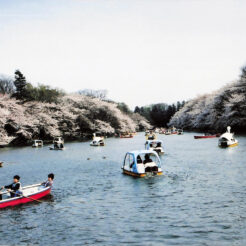 2003-04-01 桜の咲く井の頭公園とボートに乗る子供たち<br>桜の咲く中で井の頭公園の池でボートを漕ぐ子供たち