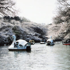 2003-04-01 桜の咲く井の頭公園とスワン<br>スワンボートが桜の柵井の頭公園の池に浮く