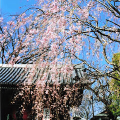 2004-04-01 枝垂れ桜（都内？）<br>枝垂れ桜。都内と思われる