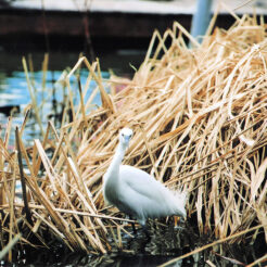 2005-02-10 不忍池のコサギ<br>不忍池のコサギ