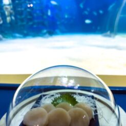 2024-01-07 13;53 浅虫温泉 浅虫水族館の水槽とホタテ<br>新年の青森市街や浅虫水族館、八甲田山を旅する