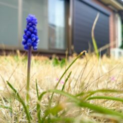 2024-04-06 15;56 花の家 ムスカリ<br>花の家で遺品整理と記録