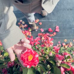 2024-04-06 16;07 花の家 紅薔薇に触れるCOTA<br>花の家で遺品整理と記録