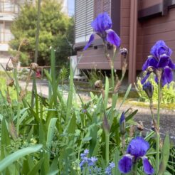 2024-04-28 16;01 花の家 アヤメ<br>花の家で遺品整理と記録