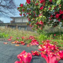 2024-04-06 16;06 花の家 紅薔薇と母屋<br>花の家で遺品整理と記録