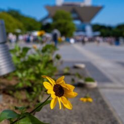 2024-08-12-15;51;05 有明 国際展示場駅前 ひまわりと帰宅する人々 コミックマーケット104<br>久々にコミックマーケット（コミケット）104を見に行った