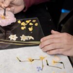 押し花