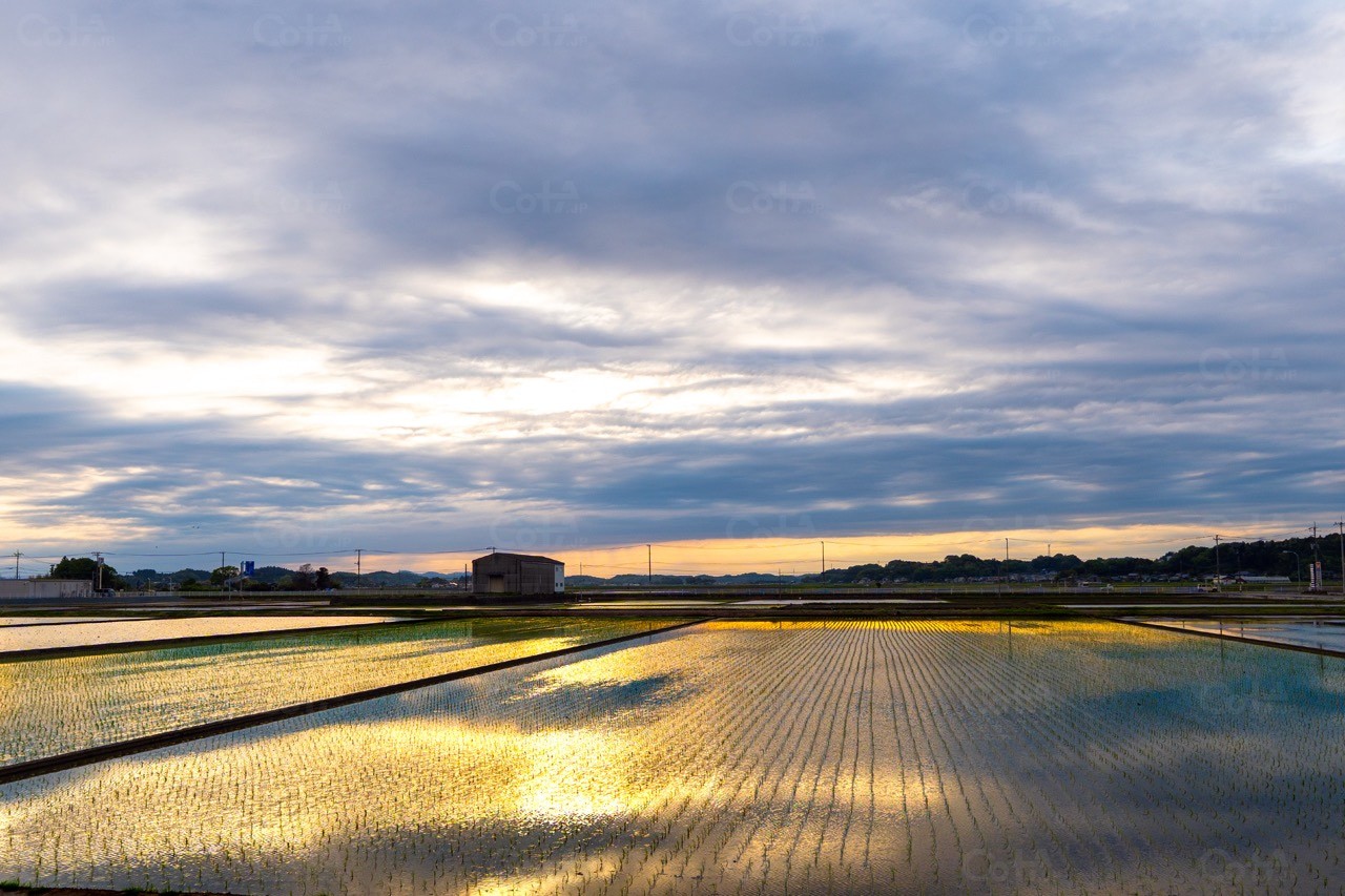 2025-05-04-17;18;26 茨城県常陸太田市 道の駅 ひたちおおた付近の夕陽が生える水田 Question Image