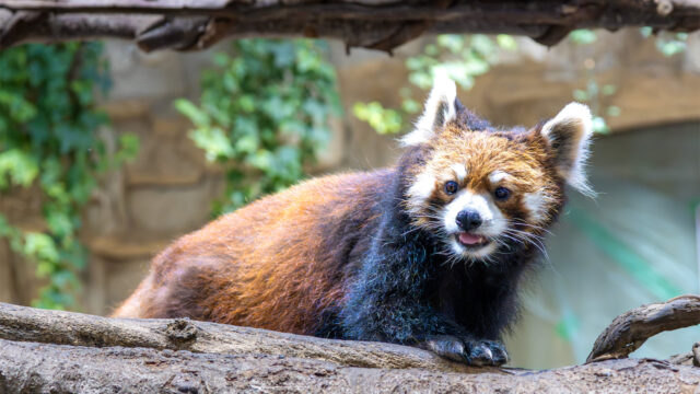 レッサーパンダ
