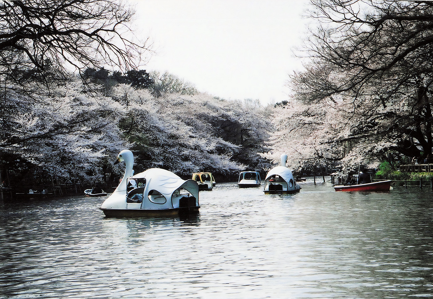 桜の湖畔とスワンボート