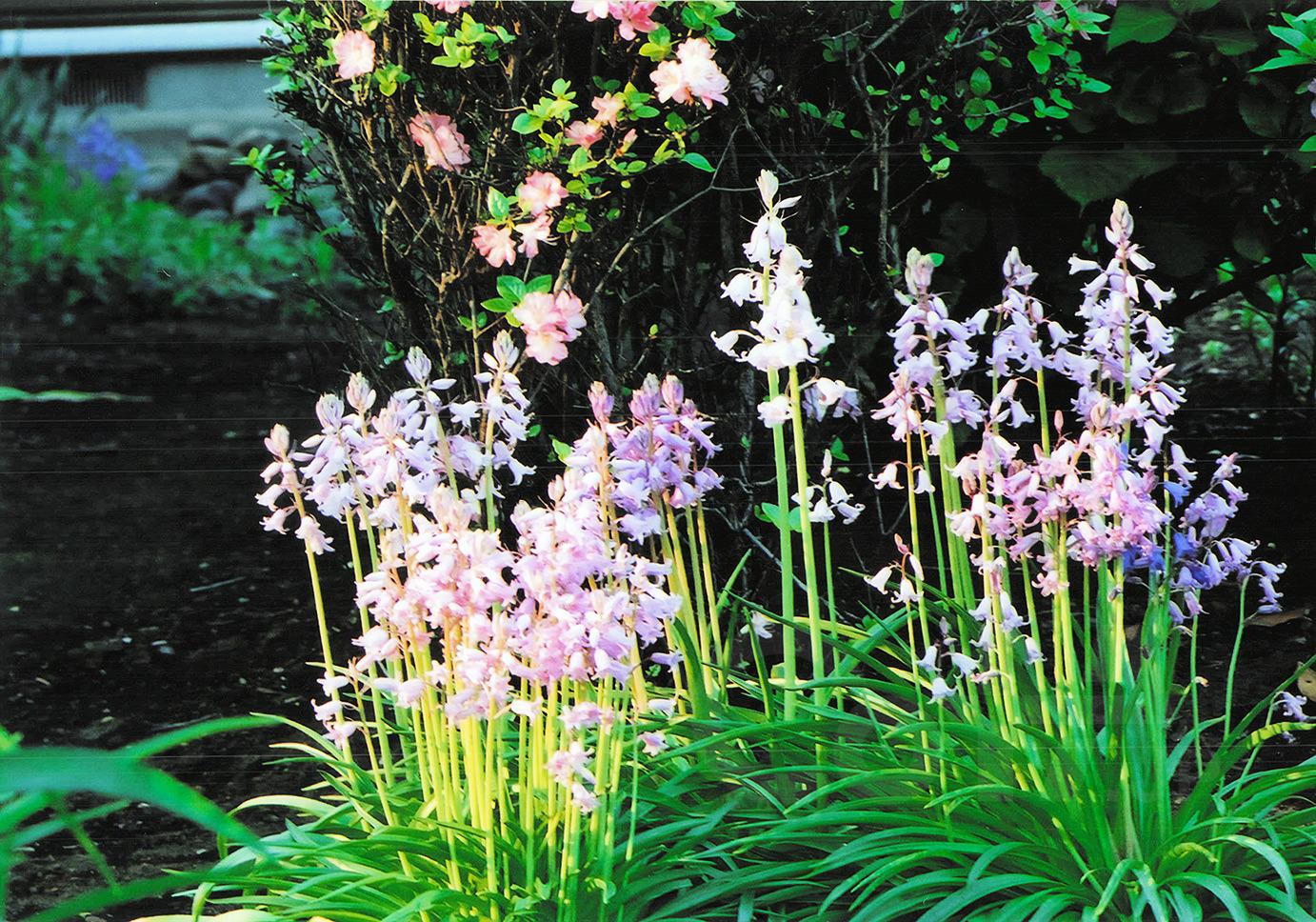 花の家の庭に咲くシラー・カンパニュラー