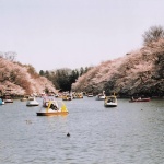 2006-04-01 井の頭公園 桜とたくさんのスワンボートのいる池