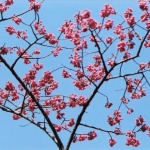 2005-03-17 花の家 梅の枝ぶりと空