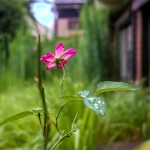 2024-07-14 17;13 花の家 雑草の中で一輪だけ咲いていたおじいちゃんが植えた薔薇