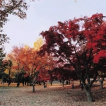 2007-12-01 小金井公園 紅葉の公園