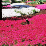 2012-04 花の家・芝桜