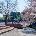 2012-04-08-10-32-34六郷水門と桜