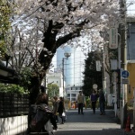 2007-03-30 13-01-03表参道付近の桜