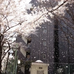 2012-04-10 12-16-18五反田公園の桜吹雪