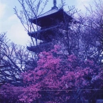 1995-04-12 醍醐寺と桜