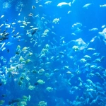 2012-08-18-11-01-22 男鹿水族館GAOの水槽