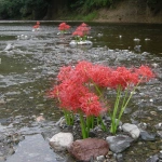 2007-09-29 15-40-38 巾着田の川に飾られていた彼岸花