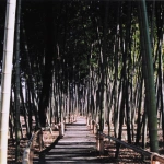 2003-11-21 東久留米 竹林公園・落合川 竹林