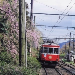 2000-04-12 箱根登山鉄道と桜