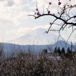 2008-02-23 15-21-29曽我梅林と富士山