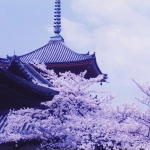 1995-04-12 清水寺の桜