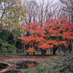 2003-12-04 小金井公園 紅葉と池