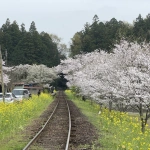 2021-03-30 16;14 飯給駅の線路と菜の花と桜