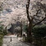 2012-04-10 12-15-36五反田公園の桜