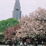 2003-04-19 20;27新宿御苑 桜と春の風景