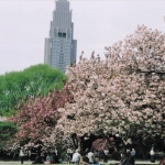 2003-04-19 20;27新宿御苑 桜と春の風景