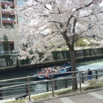 2014-04-01 12-24-31五反田 目黒川で船から花見を楽しむ人々と満開の桜