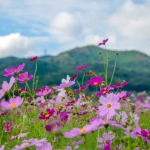 2013-10-06-14-41-42高麗 巾着田の山とコスモス