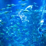 2012-08-18-11-04-09男鹿水族館GAOの魚たちとスタッフ