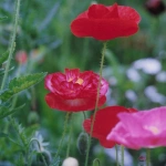 2002-05-24 東京都薬用植物園 赤いケシ