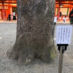 2020-11-22 15;58 さいたま市大宮 氷川神社 守られている木