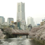 2007-03-31 16-23-14大岡川の桜