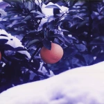 1996-01-01 花の家のみかんと雪