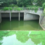 2006-07-08 14-36-44飯田橋から市谷にかけての藻に覆われた外堀